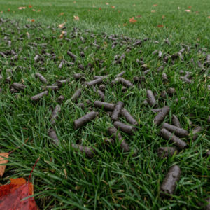 Core lawn aeration soil plugs on a cool-season lawn in early fall in coastal New Jersey