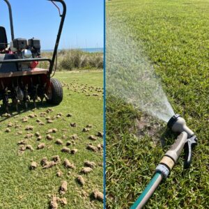 Core aeration vs liquid aeration, soil plugs pulled from a coastal lawn
