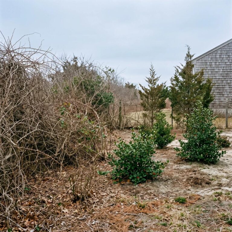 Brush removal in an erma backyard, overgrown vines on one side and cleared ground with kept holly and cedar trees